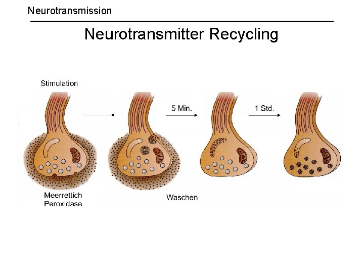 Neurotransmission Neurotransmitter Recycling 