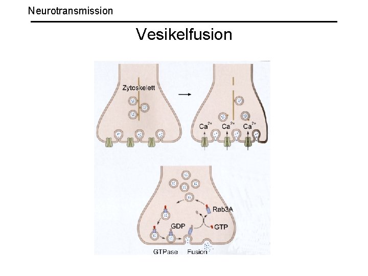 Neurotransmission Vesikelfusion 