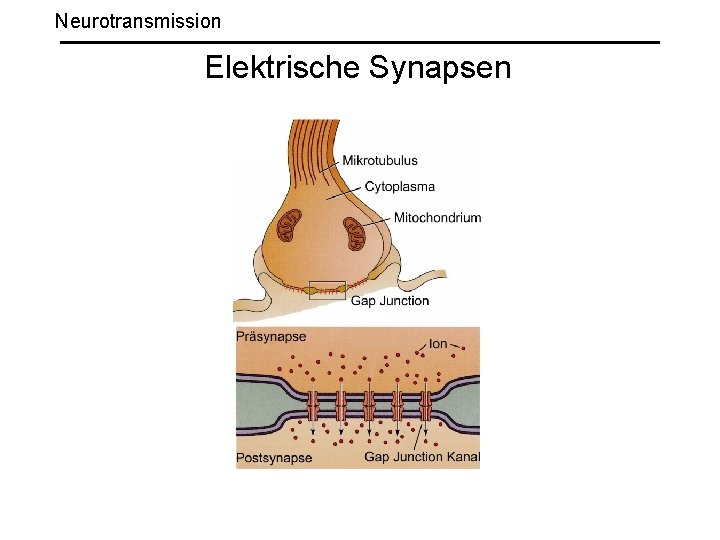 Neurotransmission Elektrische Synapsen 