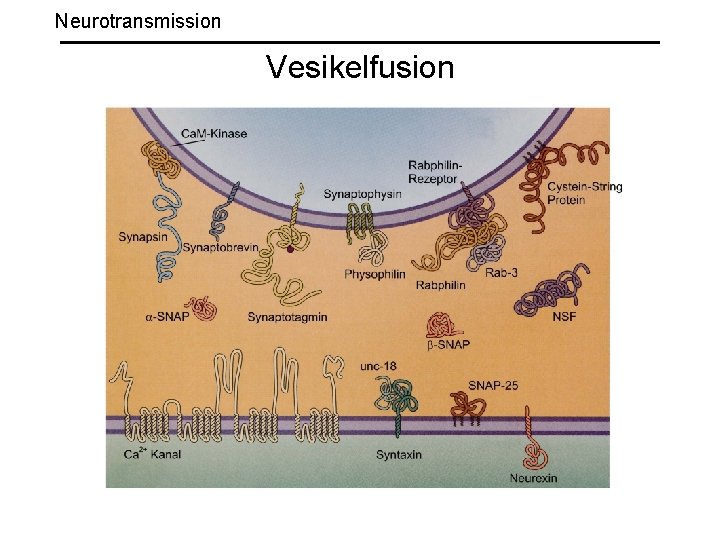 Neurotransmission Vesikelfusion 