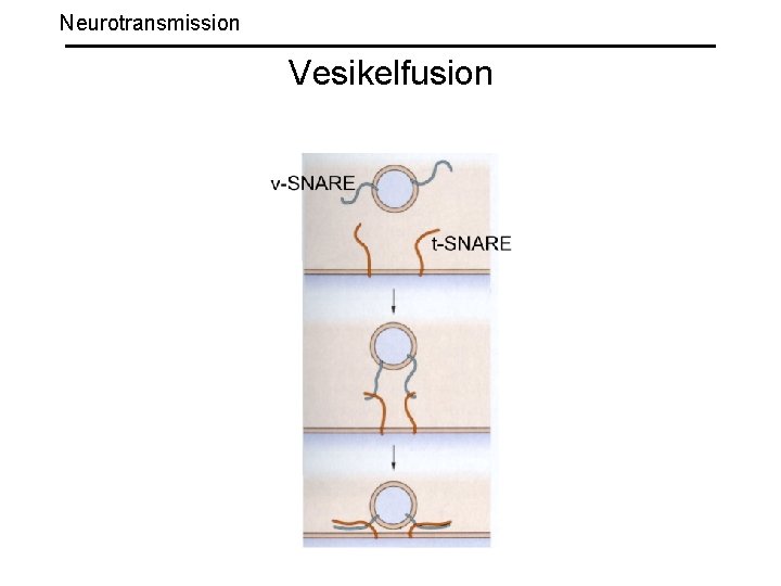 Neurotransmission Vesikelfusion 