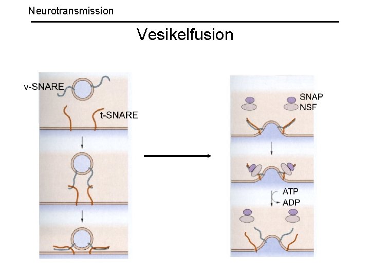 Neurotransmission Vesikelfusion 