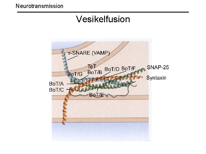 Neurotransmission Vesikelfusion 