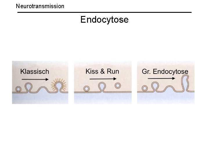 Neurotransmission Endocytose 