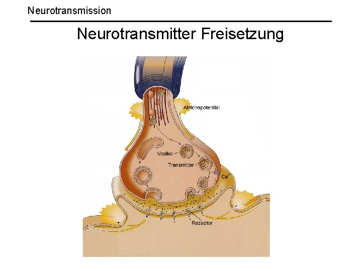 Neurotransmission Neurotransmitter Freisetzung 