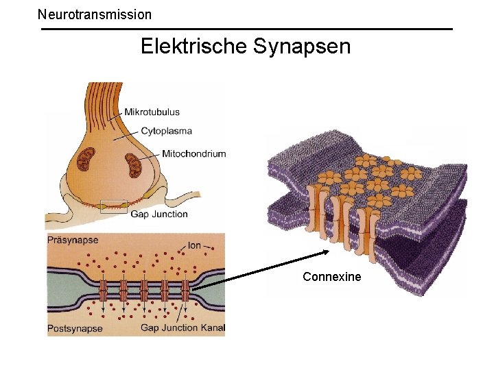 Neurotransmission Elektrische Synapsen Connexine 