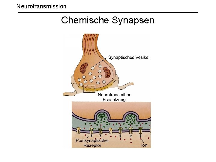 Neurotransmission Chemische Synapsen 