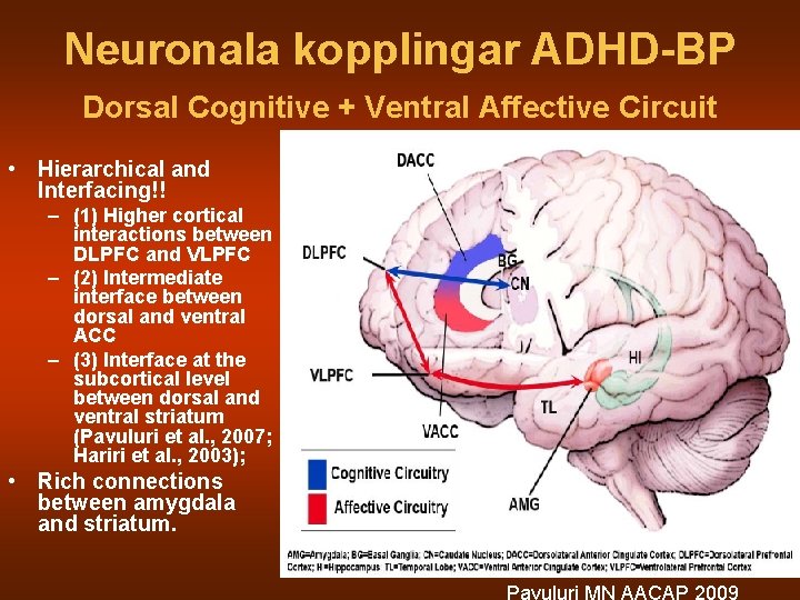 Neuronala kopplingar ADHD-BP Dorsal Cognitive + Ventral Affective Circuit • Hierarchical and Interfacing!! –