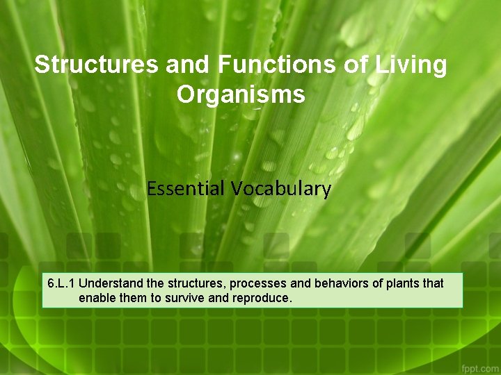 Structures and Functions of Living Organisms Essential Vocabulary 6. L. 1 Understand the structures,