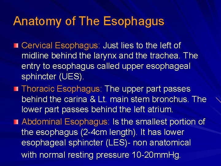 Anatomy of The Esophagus Cervical Esophagus: Just lies to the left of midline behind