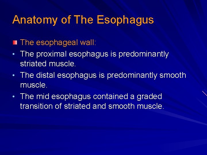 Anatomy of The Esophagus • • • The esophageal wall: The proximal esophagus is