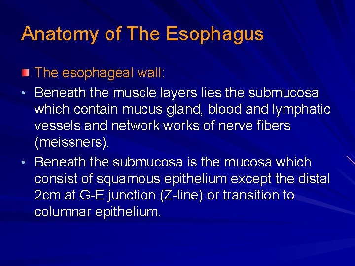 Anatomy of The Esophagus The esophageal wall: • Beneath the muscle layers lies the