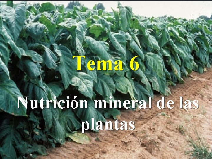 Tema 6 Nutrición mineral de las plantas 1 