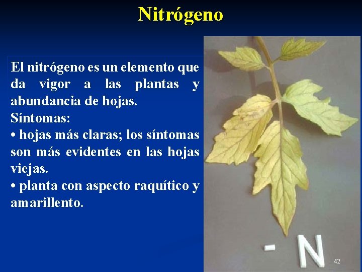 Nitrógeno El nitrógeno es un elemento que da vigor a las plantas y abundancia