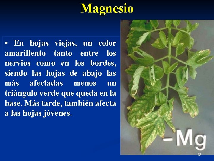 Magnesio • En hojas viejas, un color amarillento tanto entre los nervios como en