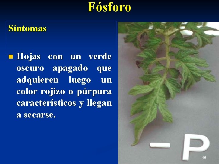 Fósforo Síntomas n Hojas con un verde oscuro apagado que adquieren luego un color