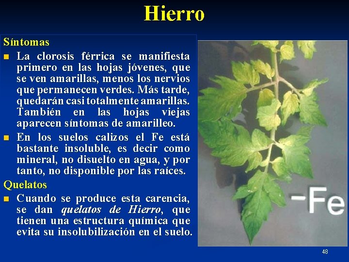 Hierro Síntomas n La clorosis férrica se manifiesta primero en las hojas jóvenes, que