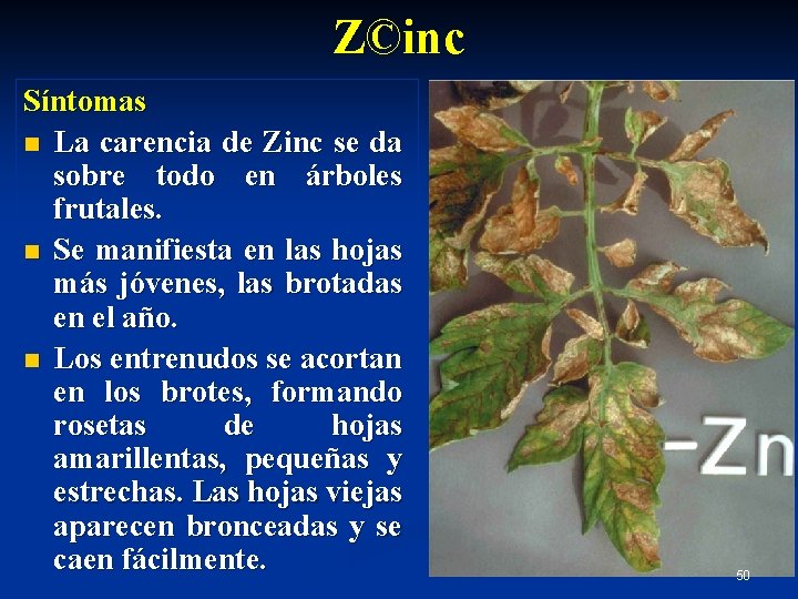 Z©inc Síntomas n La carencia de Zinc se da sobre todo en árboles frutales.