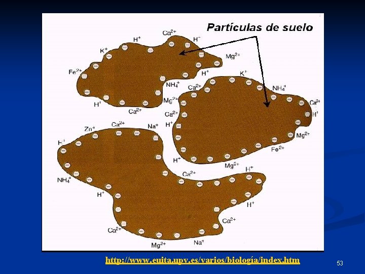 http: //www. euita. upv. es/varios/biología/index. htm 53 