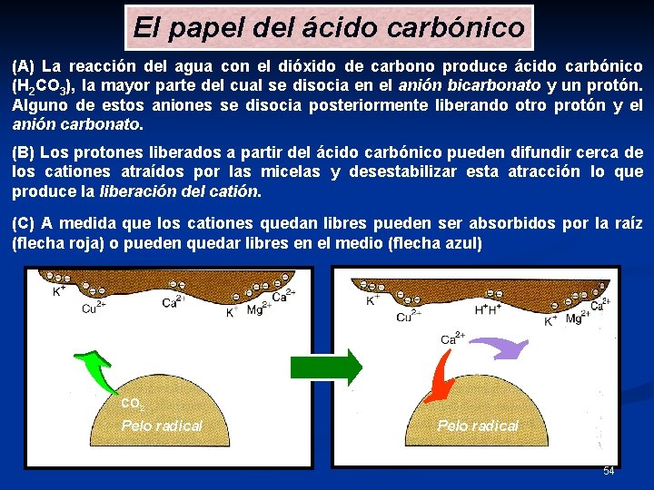 El papel del ácido carbónico (A) La reacción del agua con el dióxido de