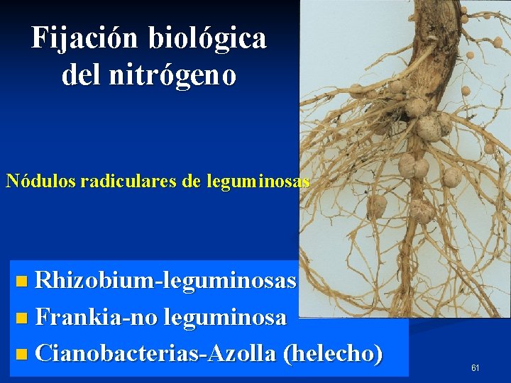 Fijación biológica del nitrógeno Nódulos radiculares de leguminosas n Rhizobium-leguminosas n Frankia-no leguminosa n