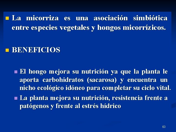 n La micorriza es una asociación simbiótica entre especies vegetales y hongos micorrízicos. n