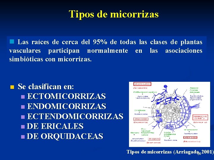 Tipos de micorrizas n Las raíces de cerca del 95% de todas las clases