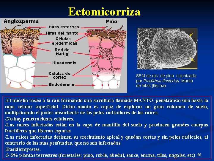  Ectomicorriza SEM de raíz de pino colonizada por Pisolithus tinctorius. Manto de hifas