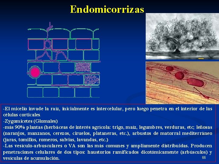 Endomicorrizas -El micelio invade la raíz, inicialmente es intercelular, pero luego penetra en el