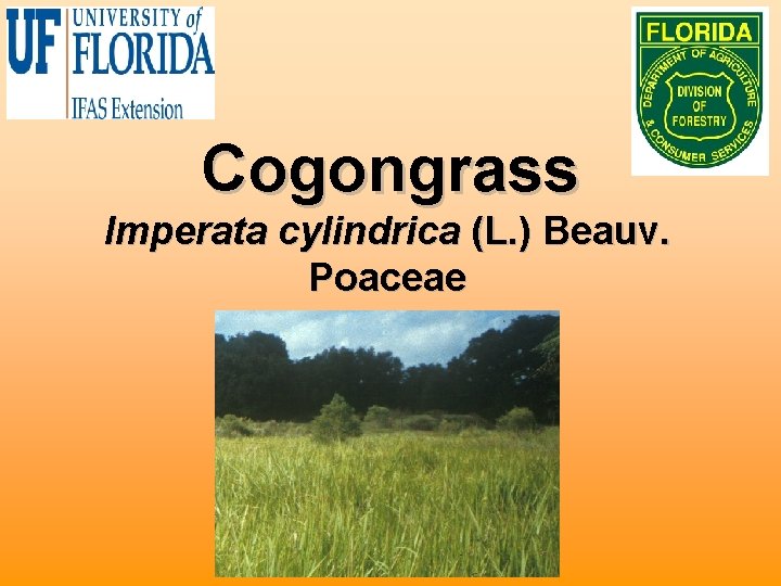 Cogongrass Imperata cylindrica (L. ) Beauv. Poaceae 