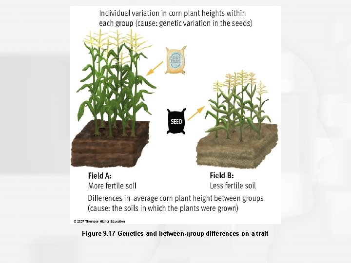 Figure 9. 17 Genetics and between-group differences on a trait 