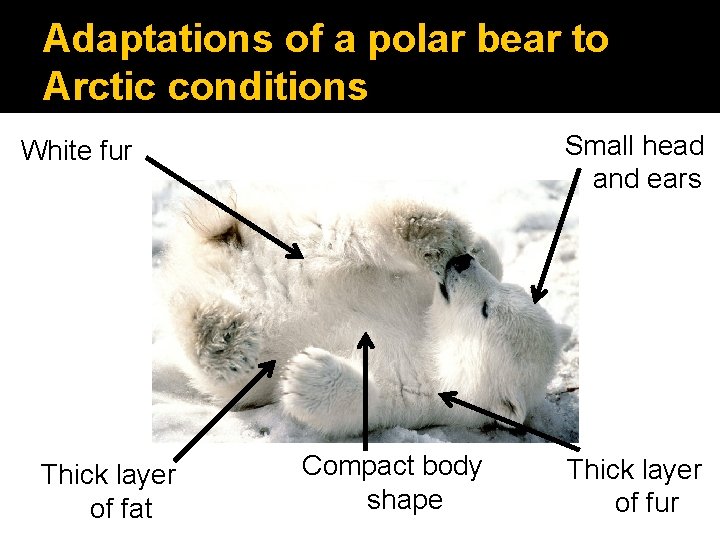 Adaptations of a polar bear to Arctic conditions Small head and ears White fur