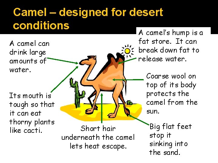 Camel – designed for desert conditions A camel’s hump is a fat store. It