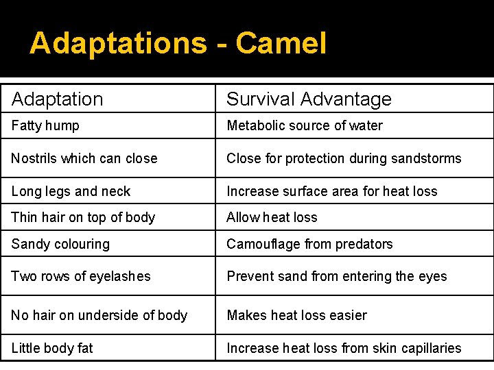 Adaptations - Camel Adaptation Survival Advantage Fatty hump Metabolic source of water Nostrils which