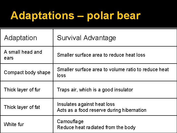 Adaptations – polar bear Adaptation Survival Advantage A small head and ears Smaller surface