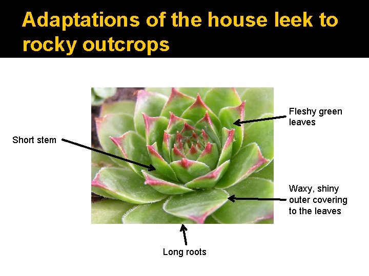 Adaptations of the house leek to rocky outcrops Fleshy green leaves Short stem Waxy,