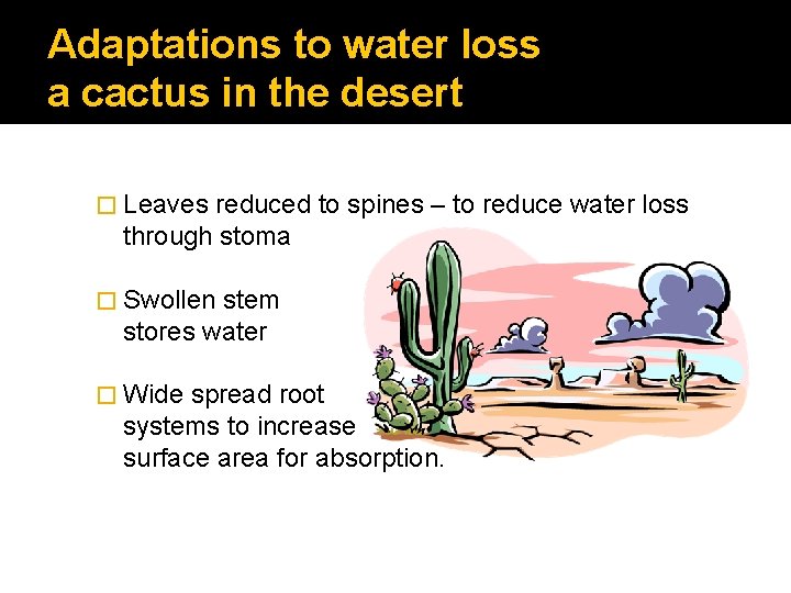 Adaptations to water loss a cactus in the desert � Leaves reduced to spines