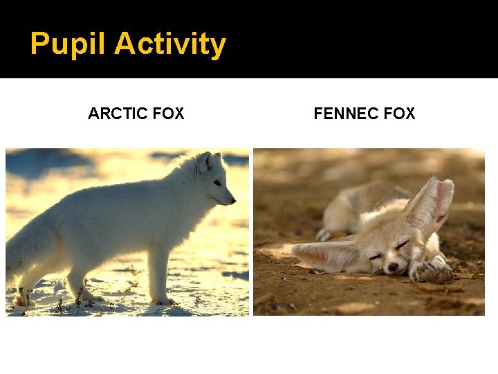 Pupil Activity ARCTIC FOX FENNEC FOX 