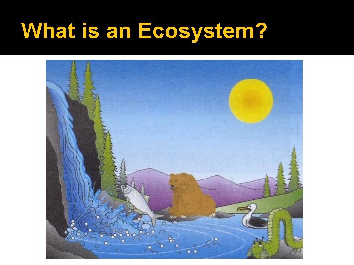 What is an Ecosystem? 