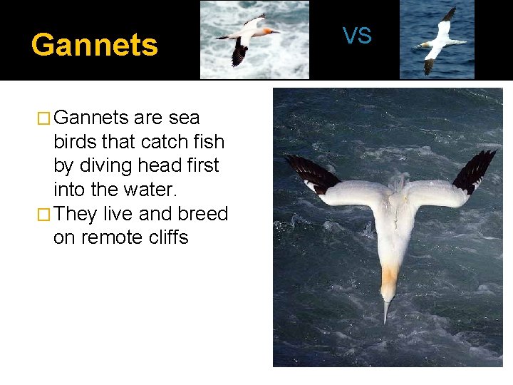 Gannets � Gannets are sea birds that catch fish by diving head first into