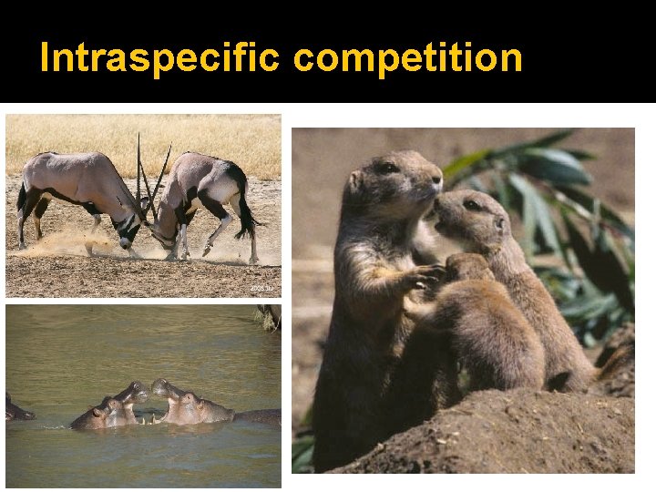 Intraspecific competition 