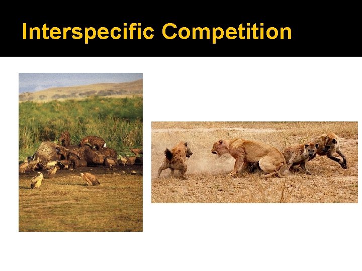 Interspecific Competition 