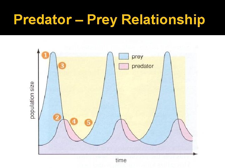 Predator – Prey Relationship 