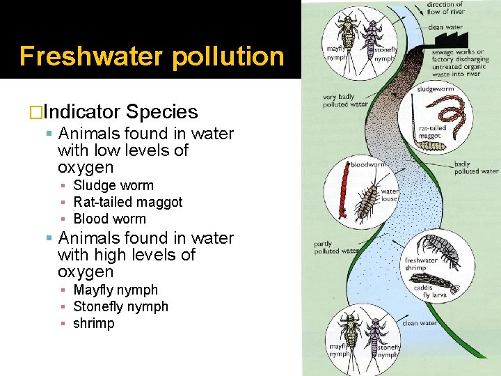 Freshwater pollution �Indicator Species Animals found in water with low levels of oxygen ▪