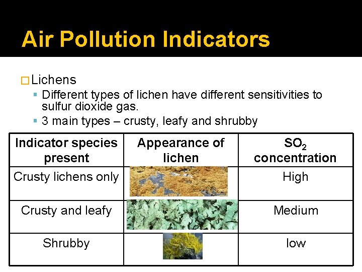 Air Pollution Indicators �Lichens Different types of lichen have different sensitivities to sulfur dioxide