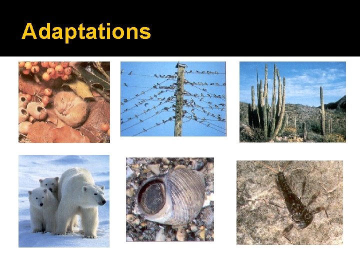 Adaptations 