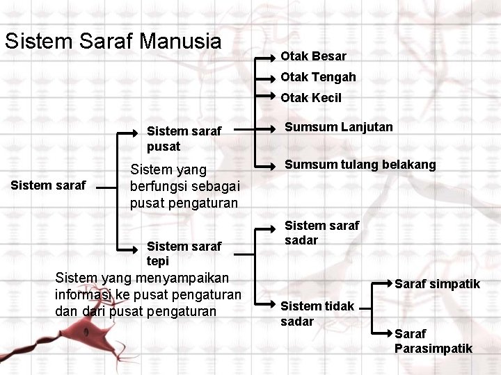 Sistem Saraf Manusia Otak Besar Otak Tengah Otak Kecil Sistem saraf pusat Sistem saraf