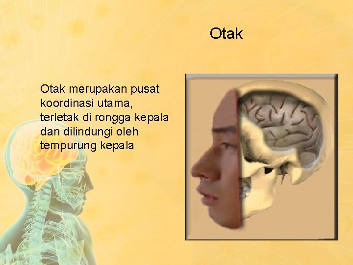 Otak merupakan pusat koordinasi utama, terletak di rongga kepala dan dilindungi oleh tempurung kepala