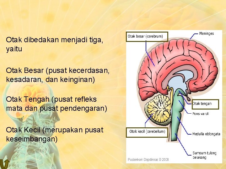 Otak dibedakan menjadi tiga, yaitu Otak Besar (pusat kecerdasan, kesadaran, dan keinginan) Otak Tengah