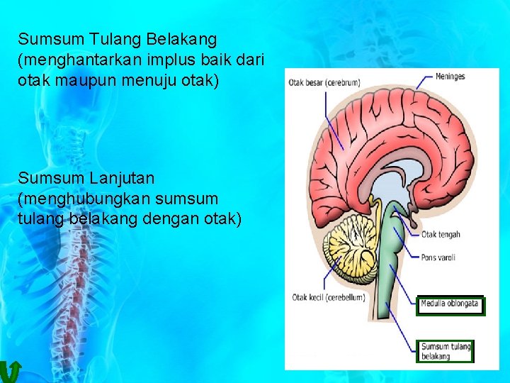 Sumsum Tulang Belakang (menghantarkan implus baik dari otak maupun menuju otak) Sumsum Lanjutan (menghubungkan